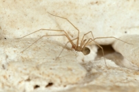 Un mle (Araneae - Pholcidae - Spermophora senoculata)
